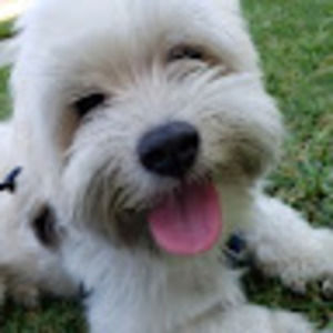 Meet your Posher, G.r.